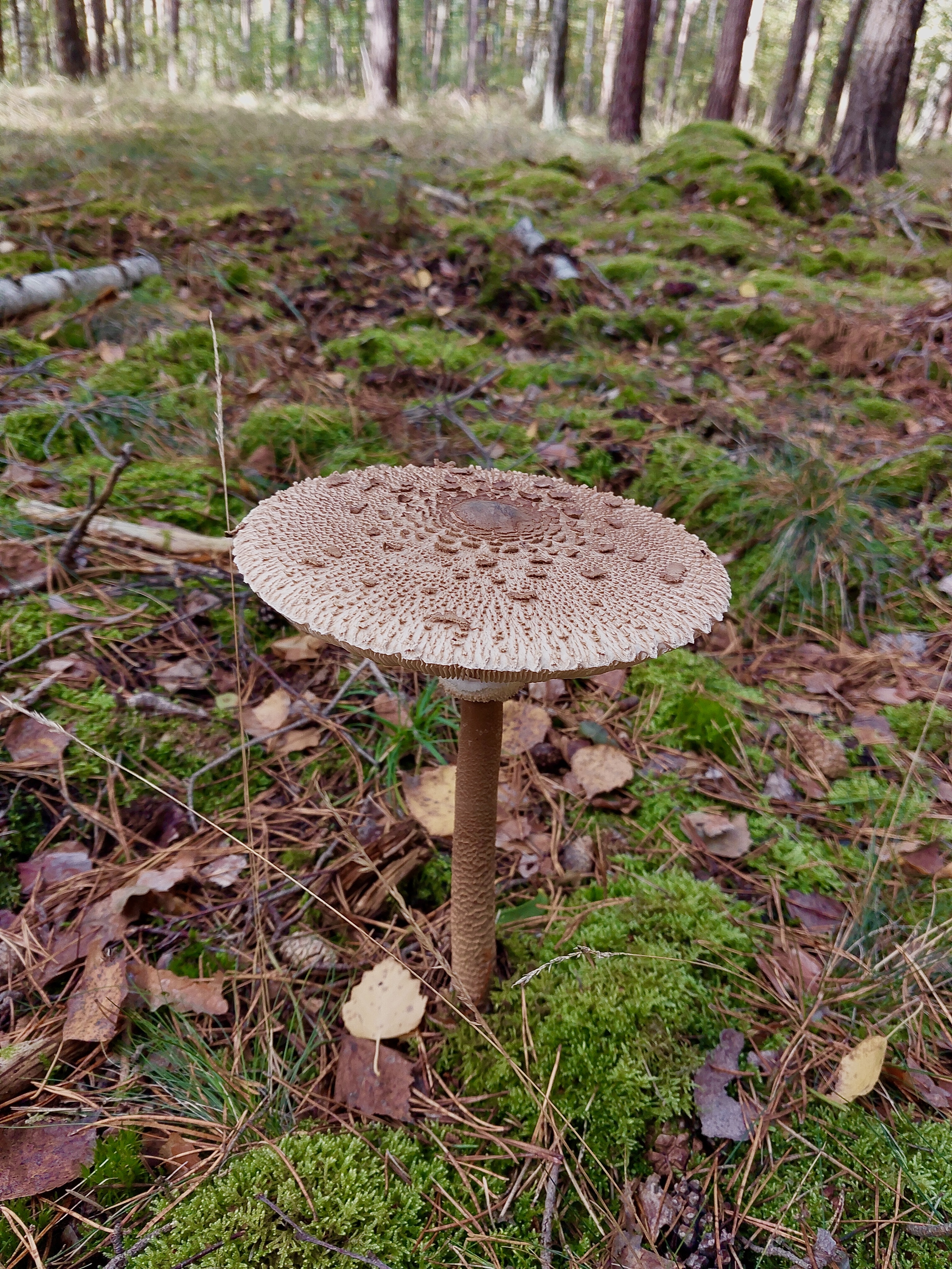 Herbstzeit